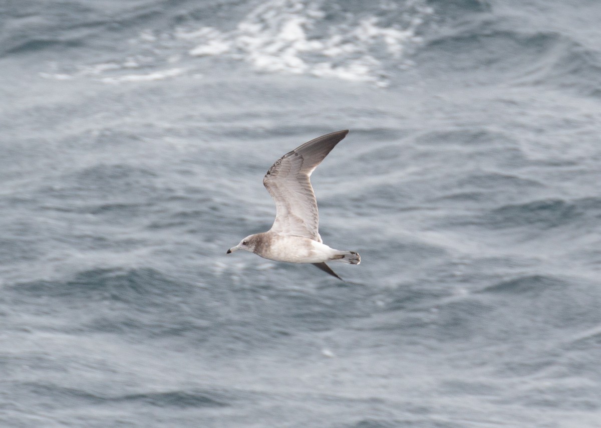 Black-tailed Gull - ML547942761