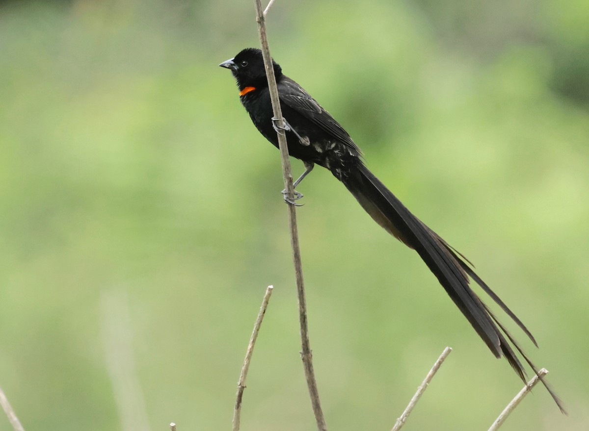 Red-collared Widowbird (Red-collared) - ML547951321