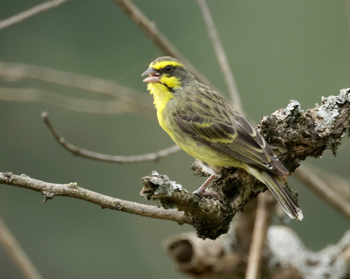 Yellow-fronted Canary - ML547951461