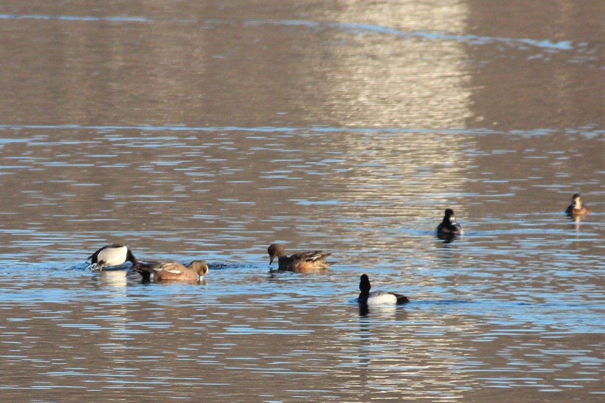 eBird Checklist - 21 Mar 2023 - Lake Montrose - 16 species