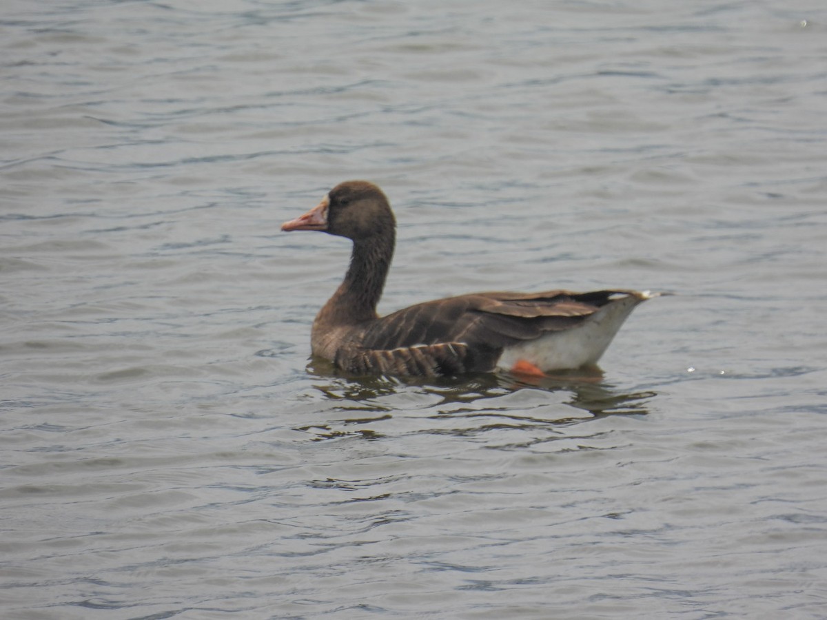 Greater White-fronted Goose - ML547954571