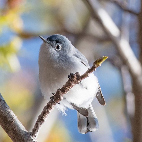 Blue-gray Gnatcatcher - eBird