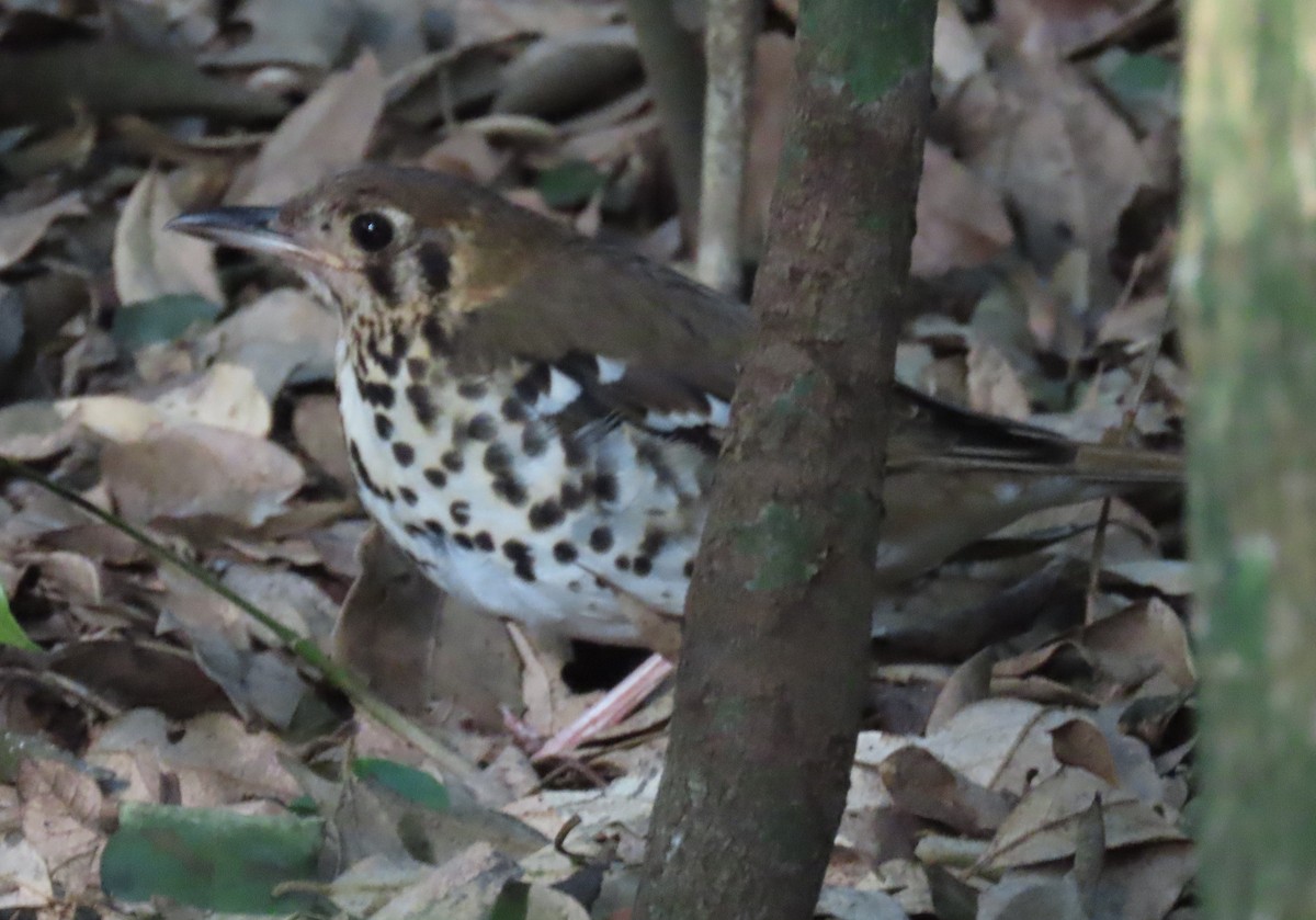 Spotted Ground-Thrush (Spotted) - ML547959611