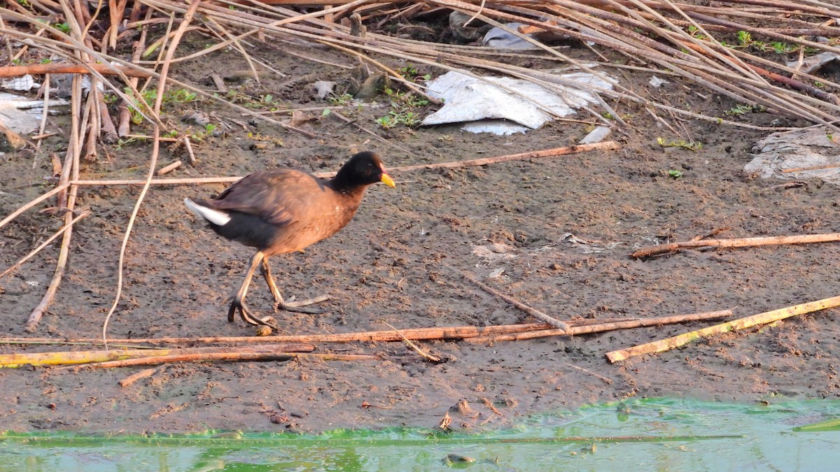 Red-fronted Coot - ML547960691