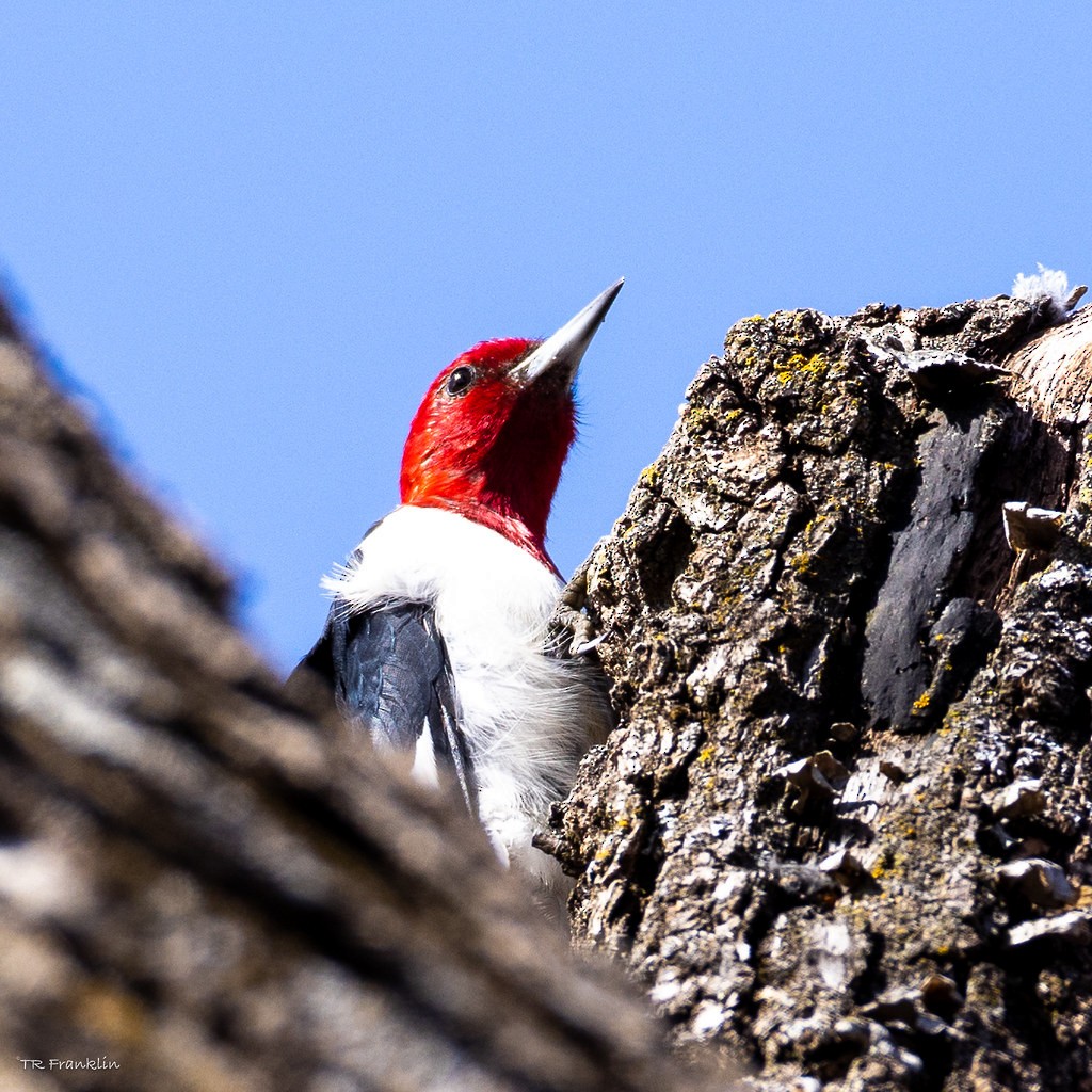 Red-headed Woodpecker - ML547964911
