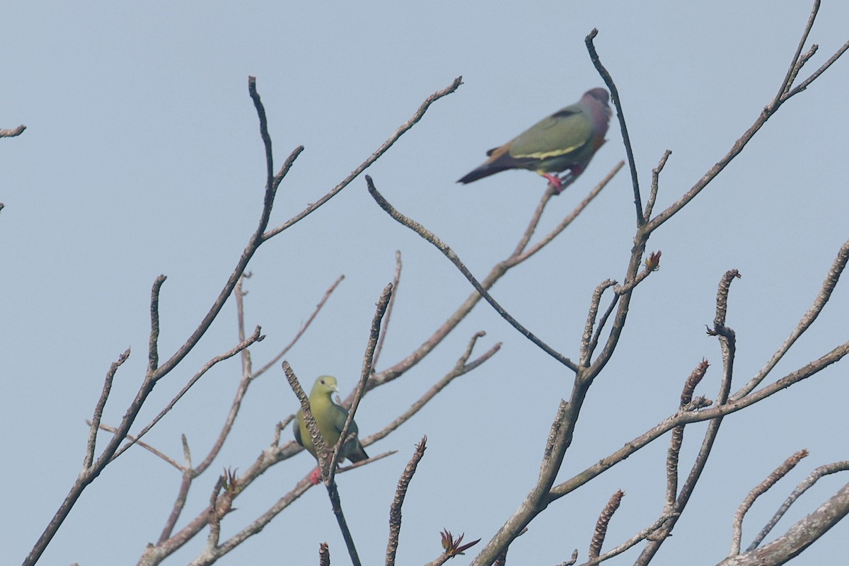 Pink-necked Green-Pigeon - ML547965391