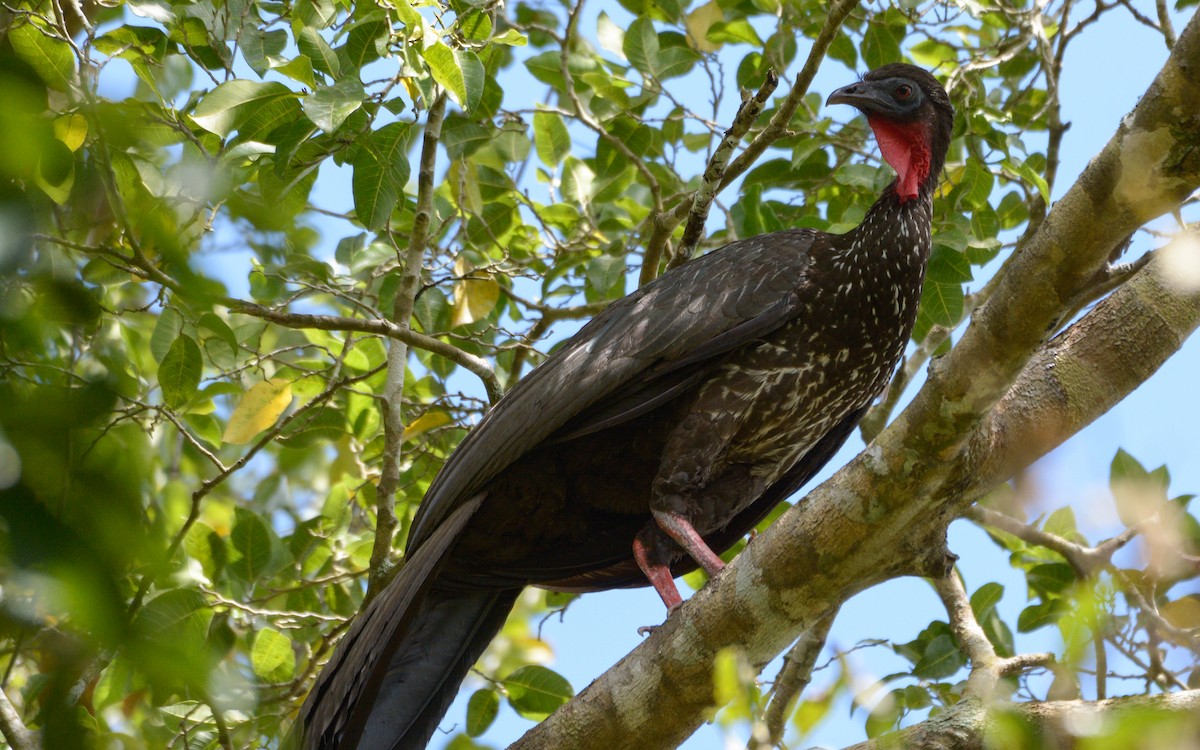 Crested Guan - ML547965761