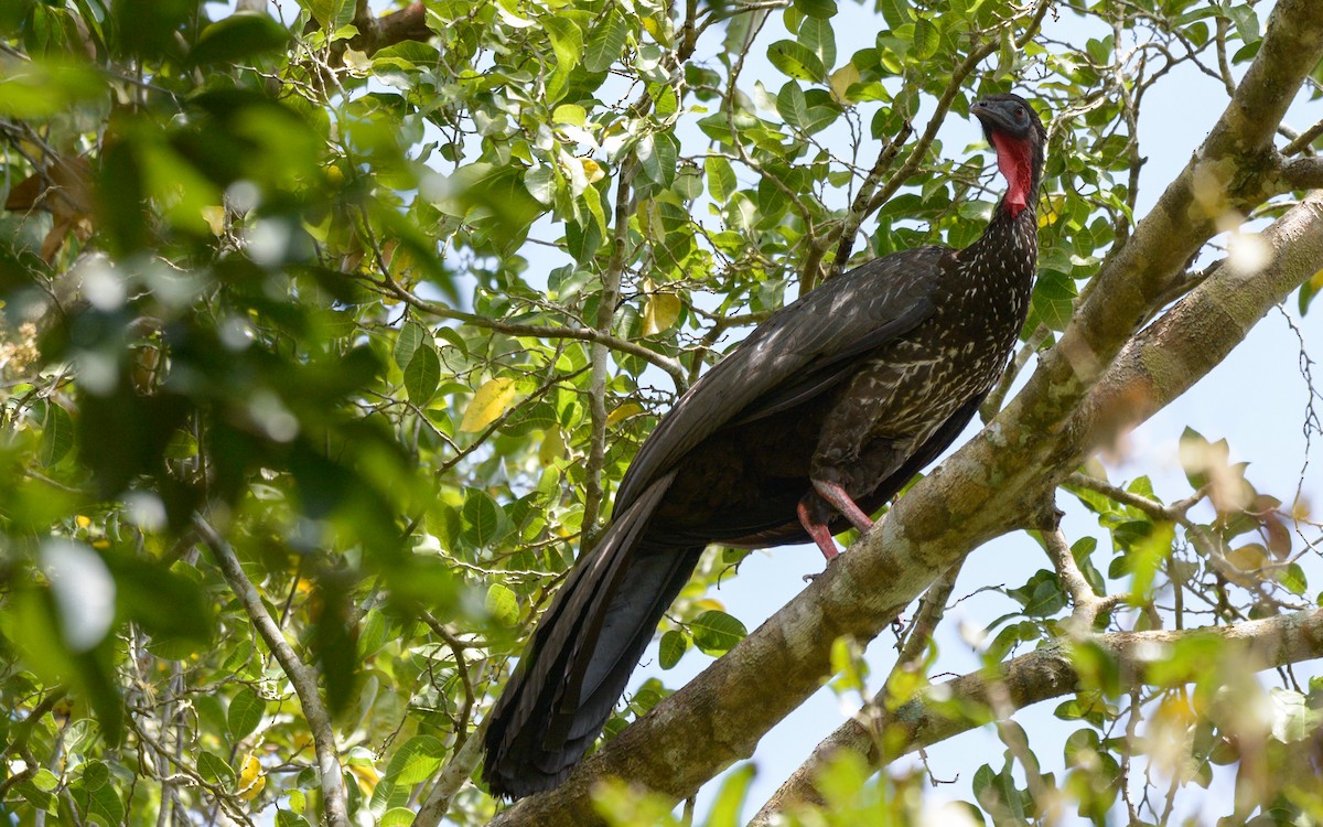 Crested Guan - ML547965771