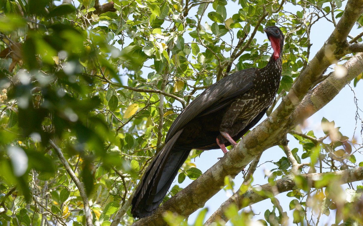 Crested Guan - ML547965791