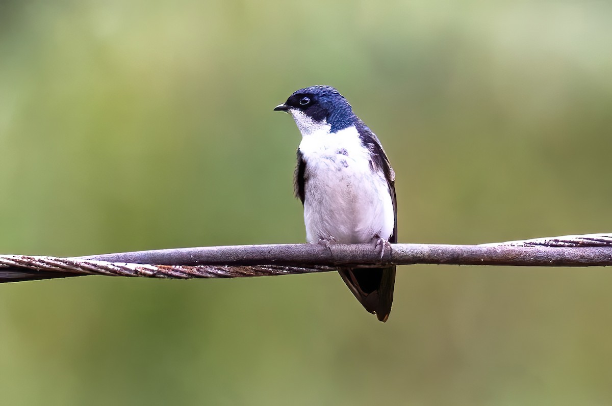 Blue-and-white Swallow (cyanoleuca) - ML547965861