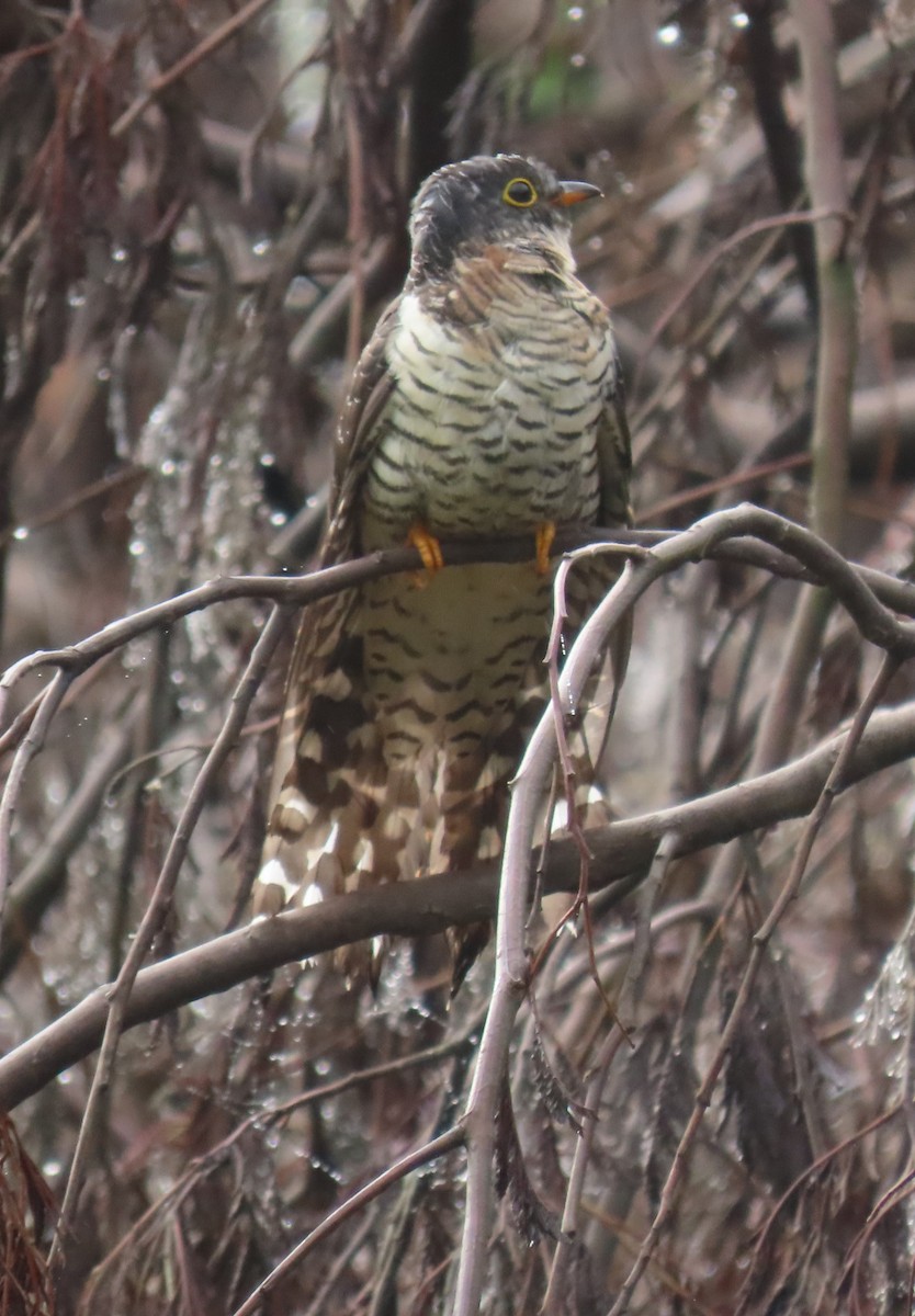 Red-chested Cuckoo - ML547967561