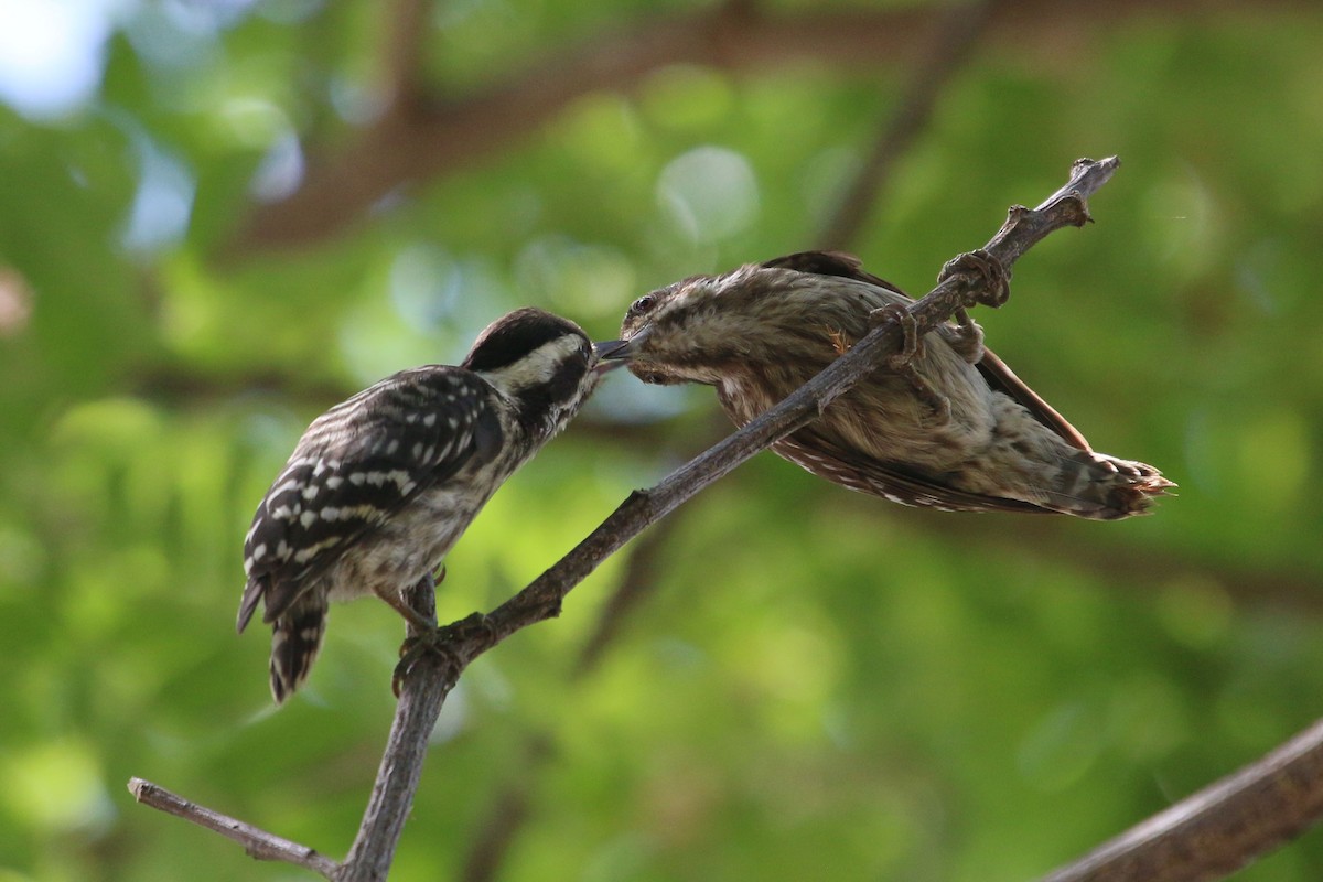 Sunda Pygmy Woodpecker - Allison Miller