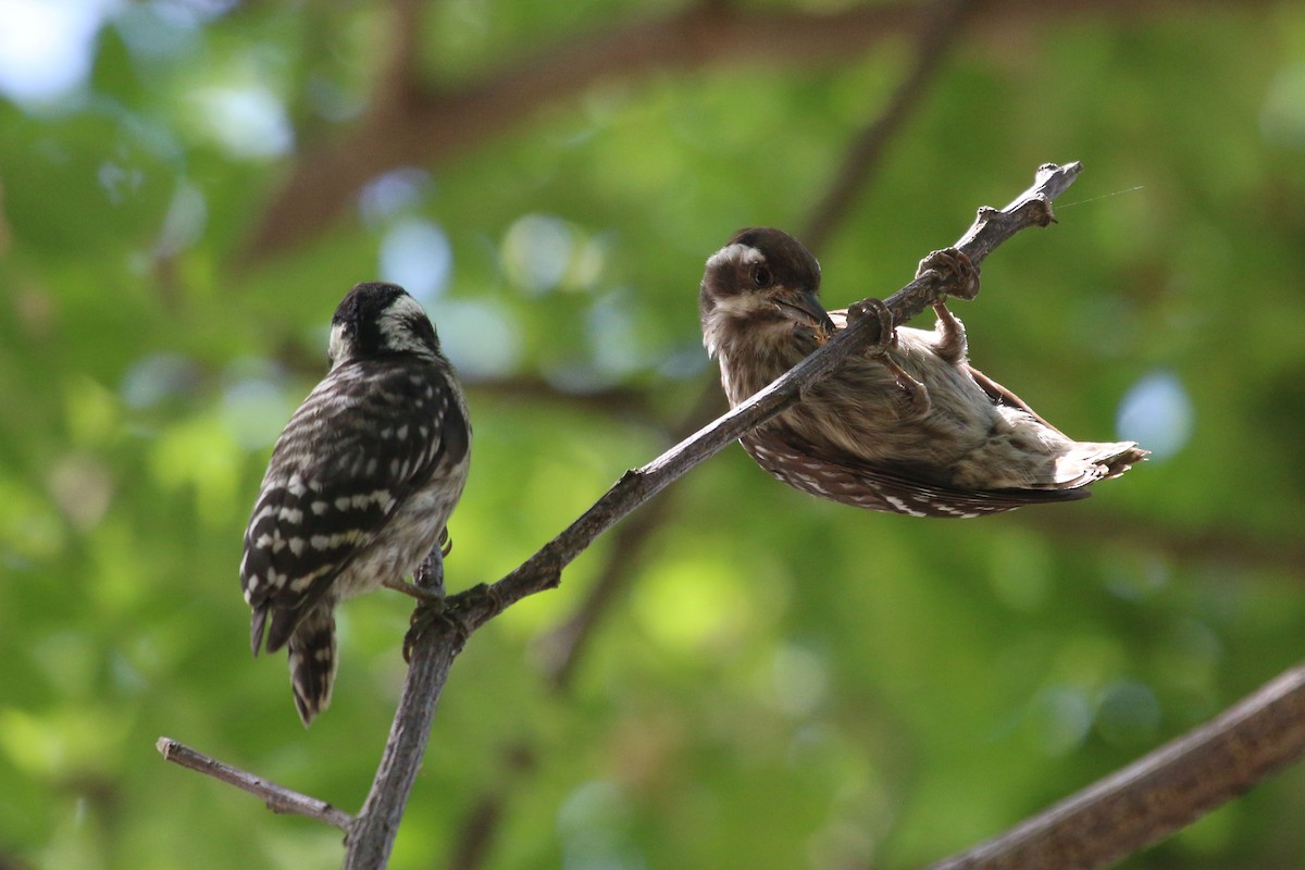 Sunda Pygmy Woodpecker - ML54796831