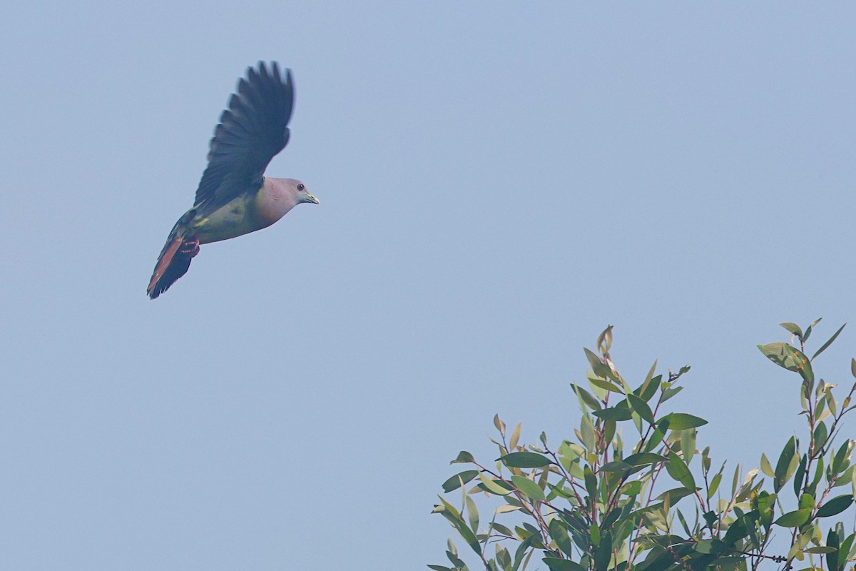 Pink-necked Green-Pigeon - ML547969881