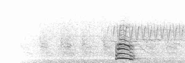  - Tundra Swan (Whistling)