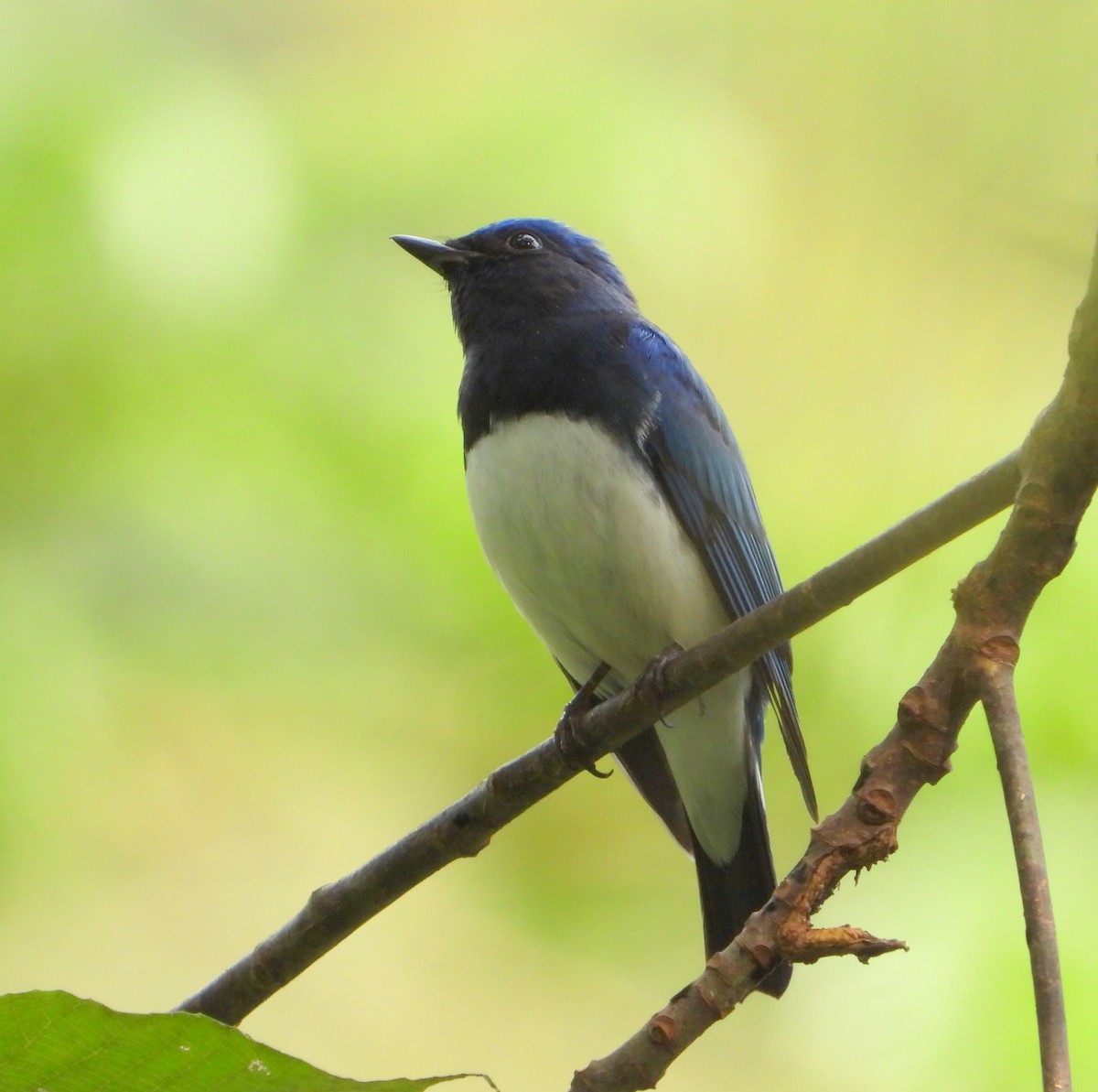 Blue-and-white Flycatcher - ML547976291