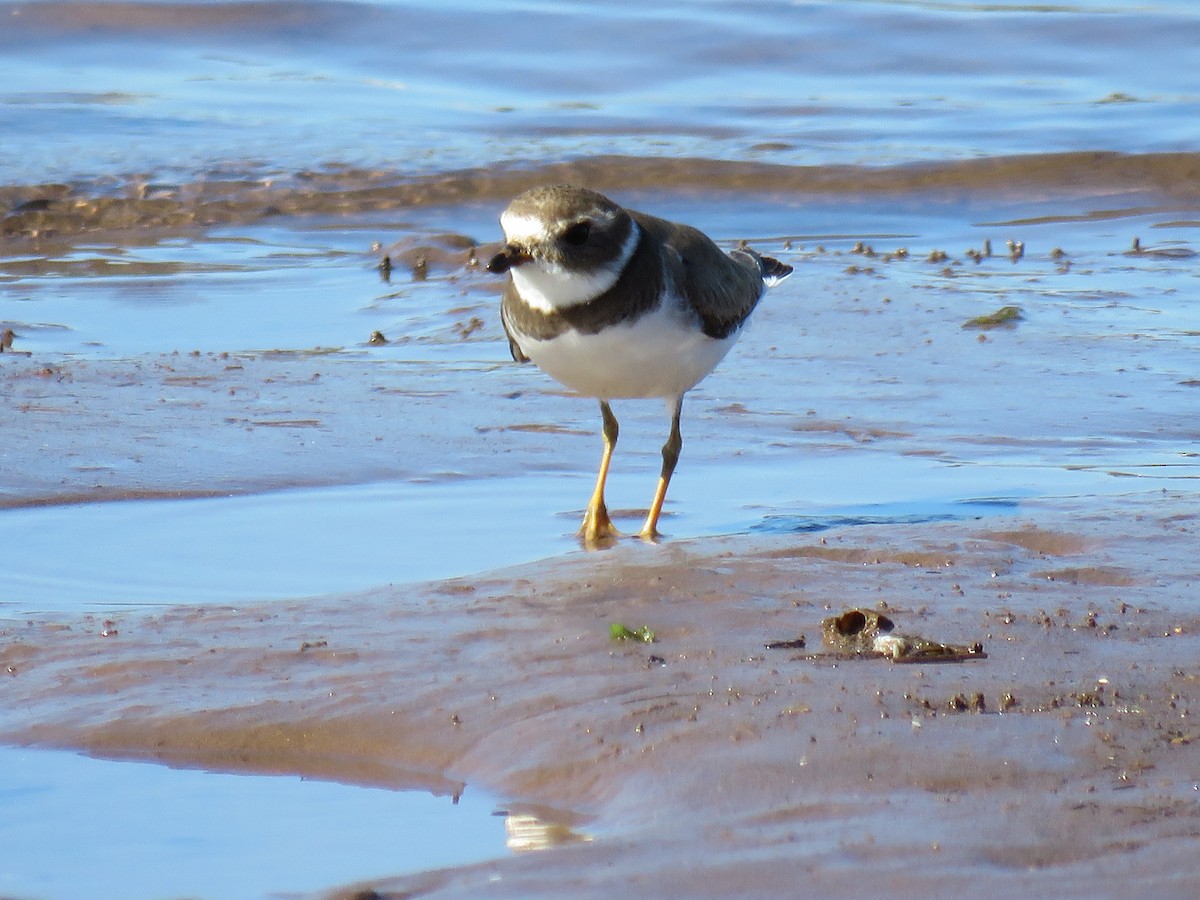 Semipalmated Plover - ML547979671