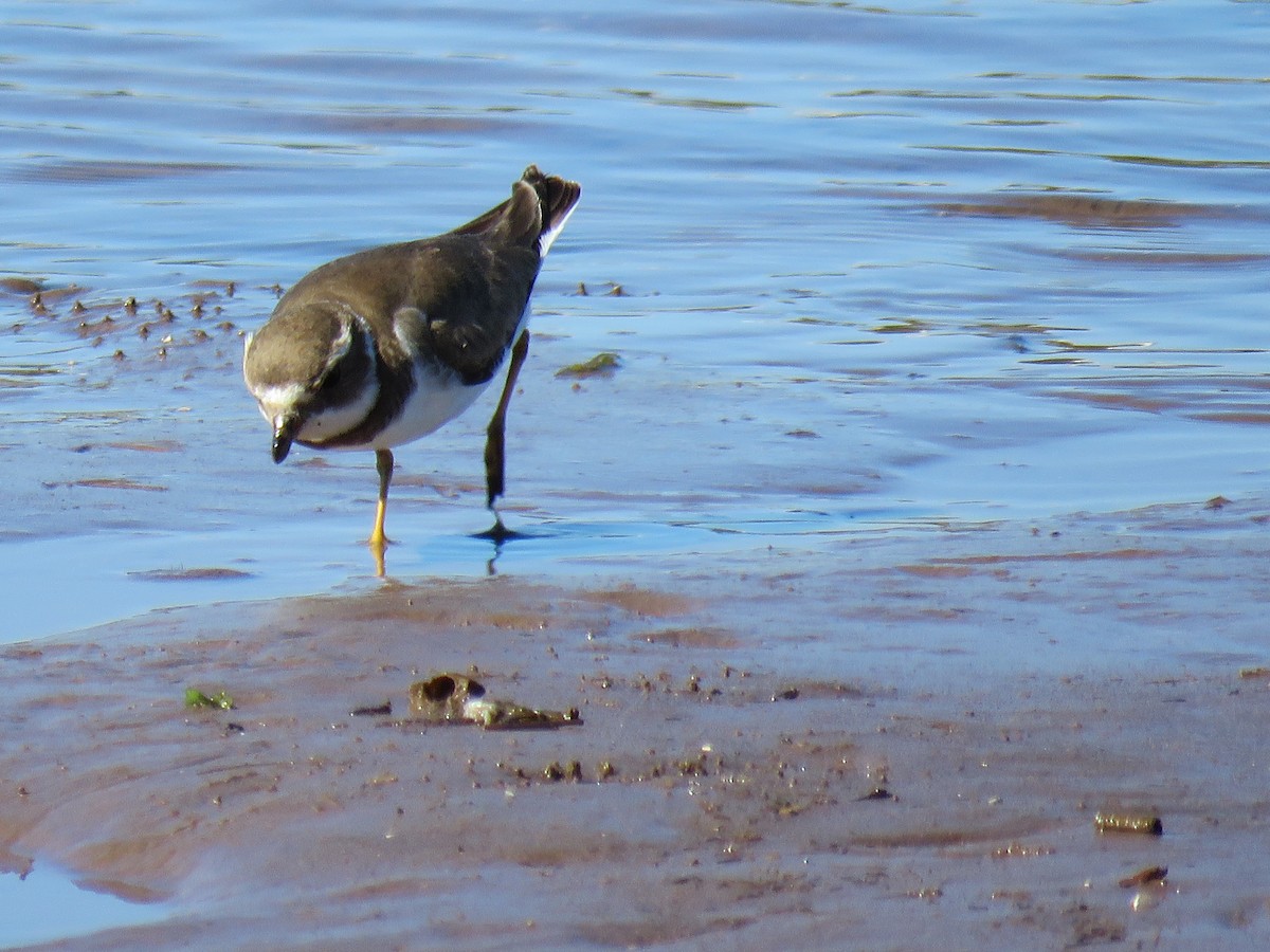 Semipalmated Plover - ML547979691