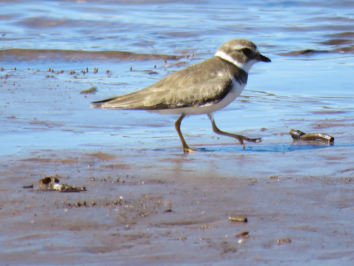 Semipalmated Plover - ML547979701