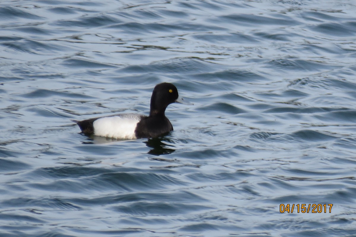 Greater/Lesser Scaup - ML54798271