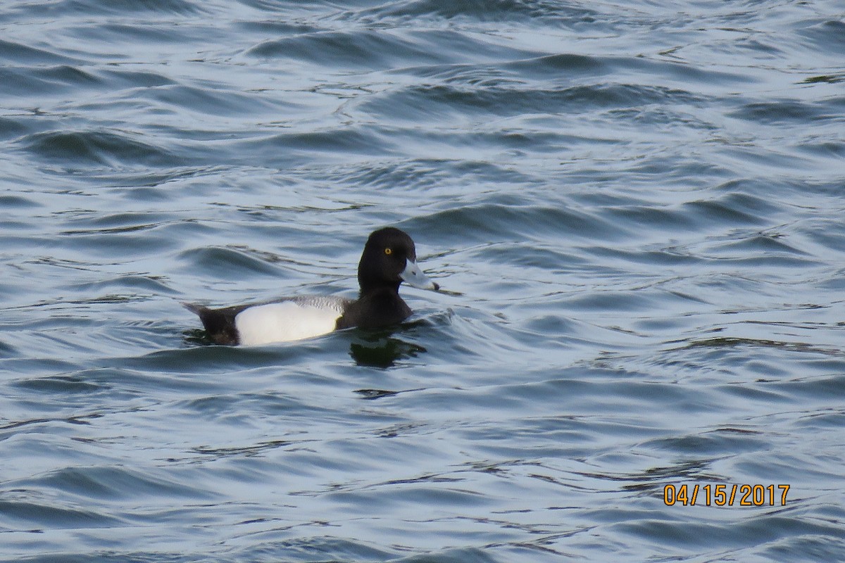 Greater/Lesser Scaup - ML54798291