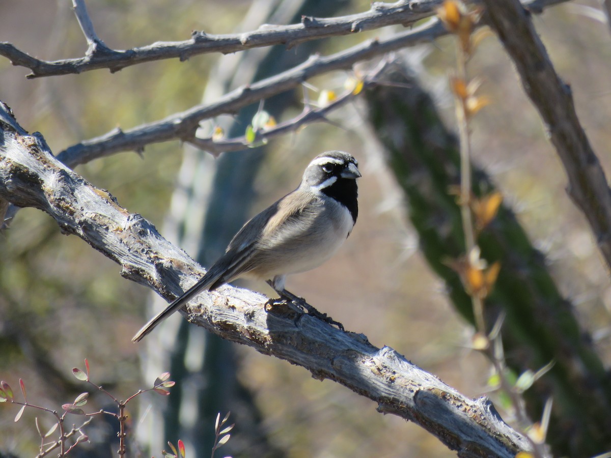 Black-throated Sparrow - ML547982911
