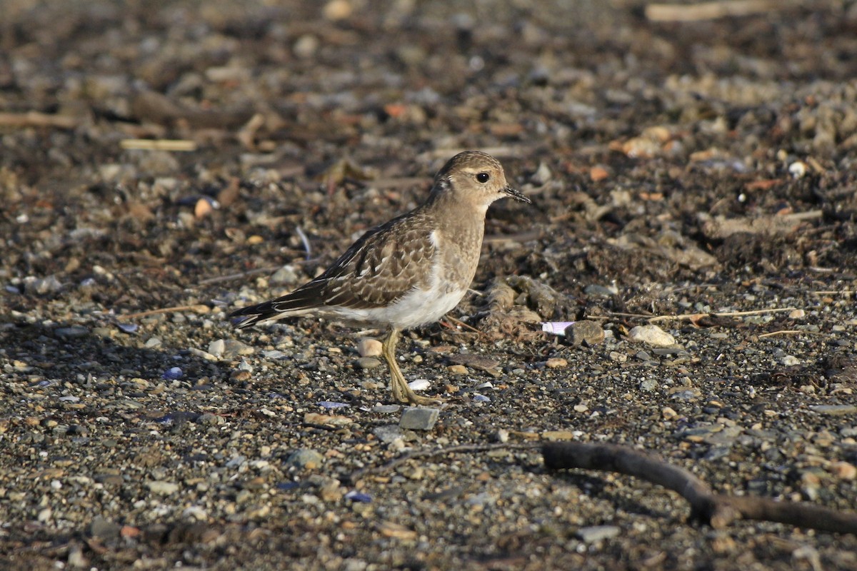 Rufous-chested Dotterel - ML547988781
