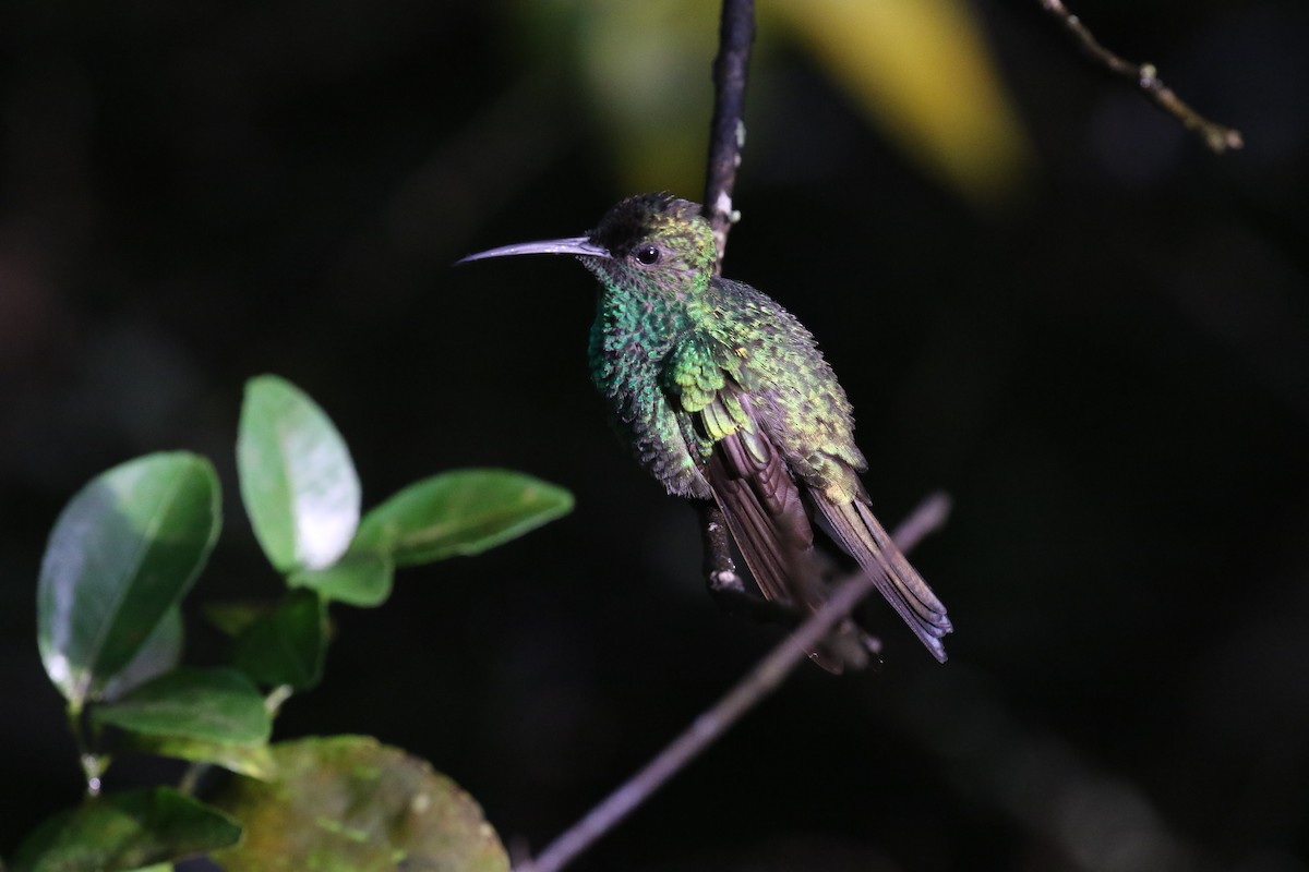 Shining-green Hummingbird - Ruud Foppen