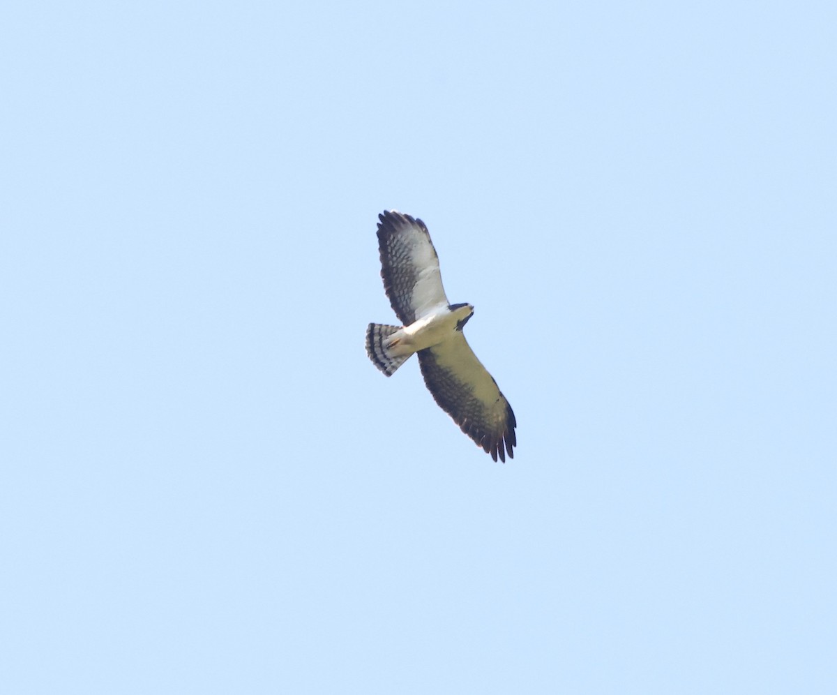 Short-tailed Hawk - ML547999021