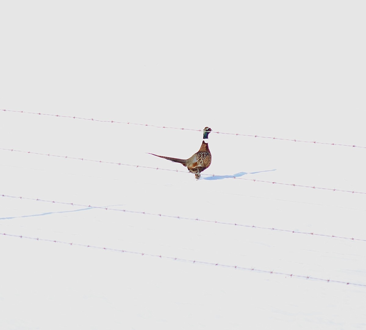 Ring-necked Pheasant - ML548004041
