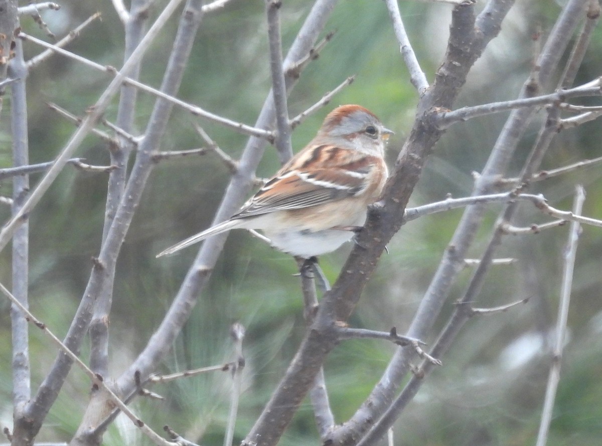 American Tree Sparrow - ML548006231