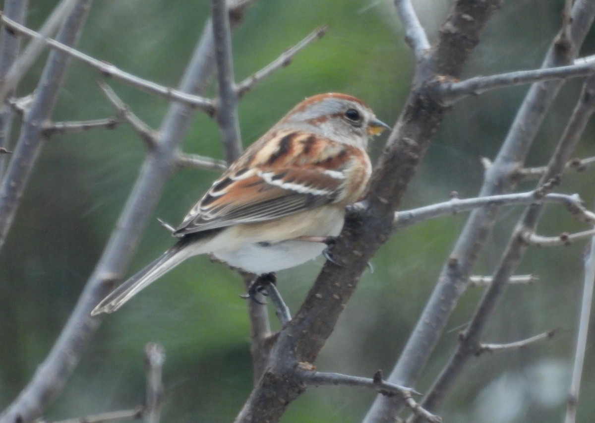 American Tree Sparrow - ML548006241