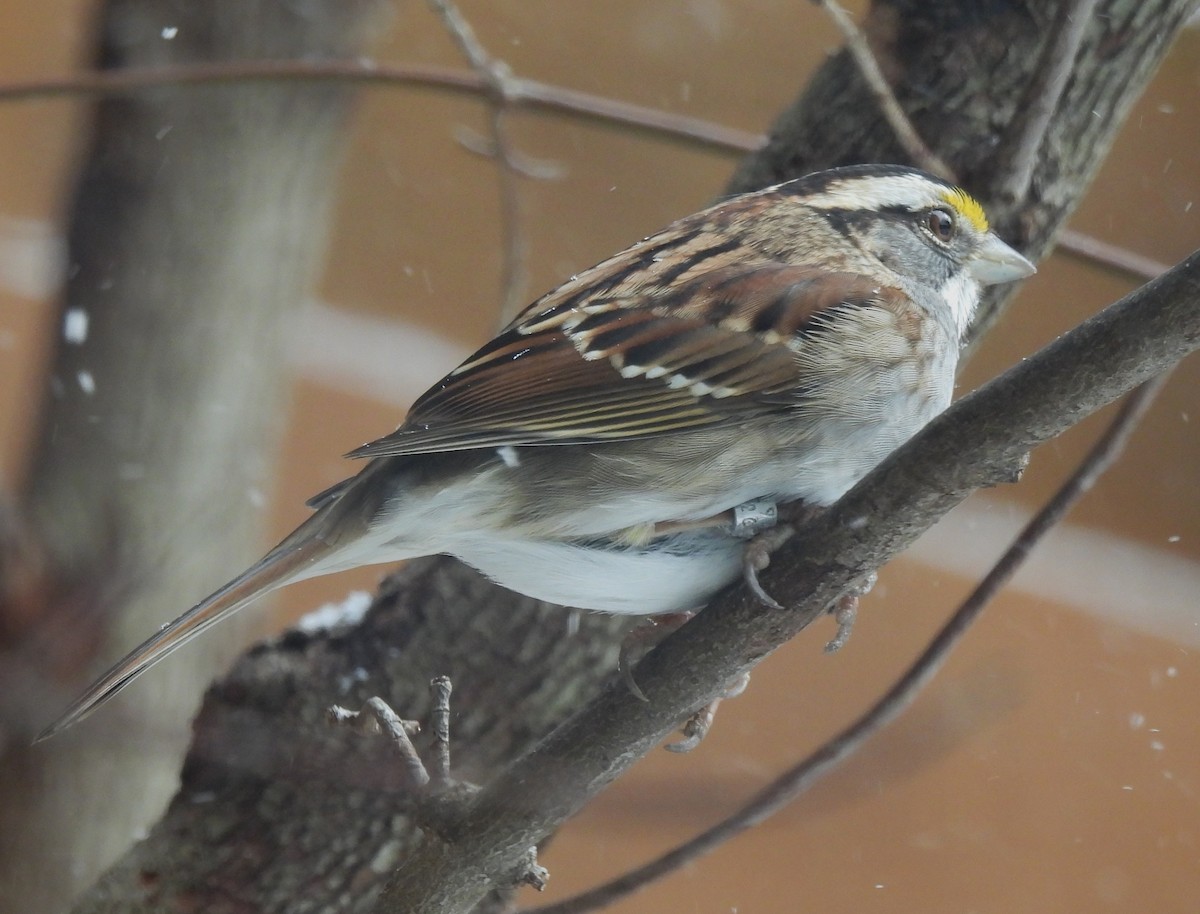 White-throated Sparrow - ML548006361