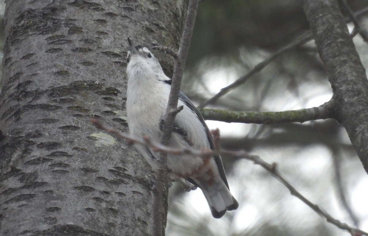 White-breasted Nuthatch - ML548007691