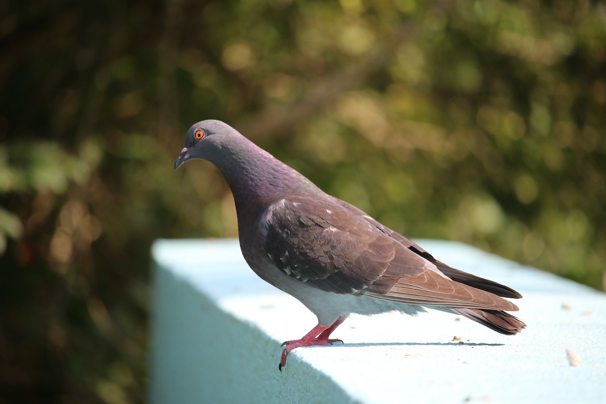 Rock Pigeon (Feral Pigeon) - Michelle Cano 🦜