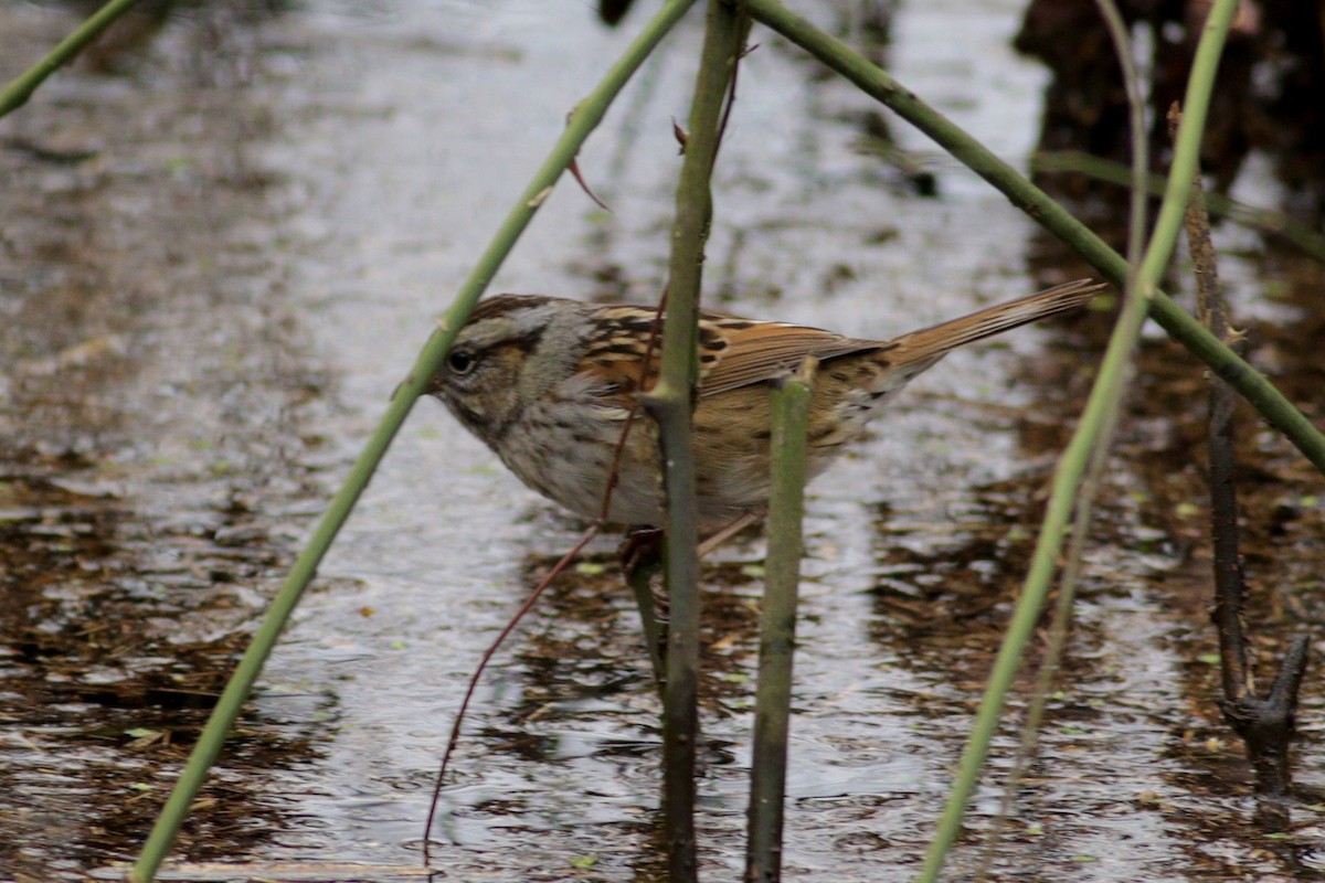 Swamp Sparrow - ML548011031