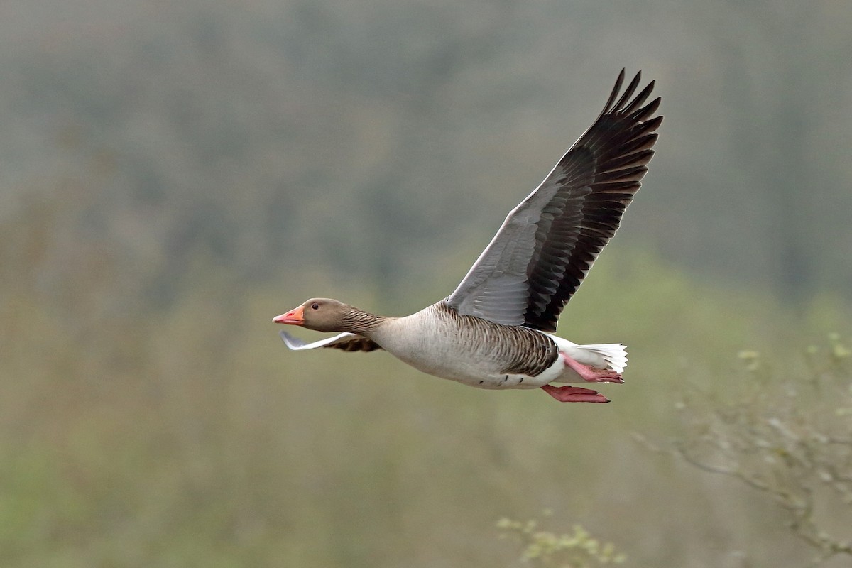 Graylag Goose (European) - Nigel Voaden