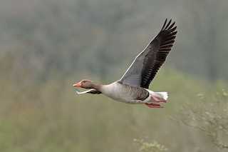 Graylag Goose (European), ML54801341
