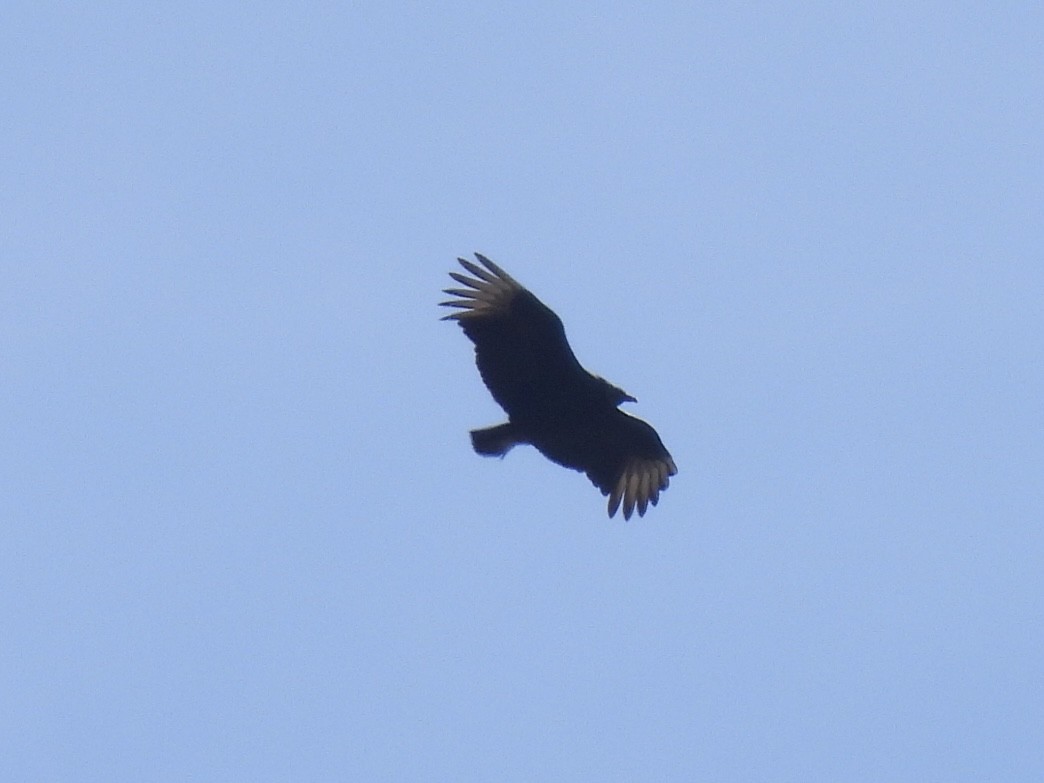 Black Vulture - ML548013761