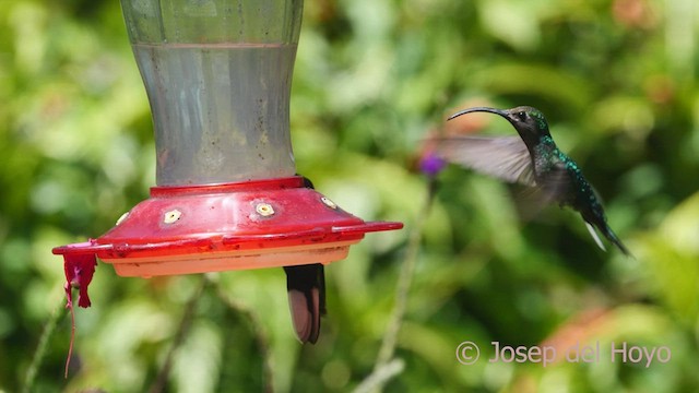kolibřík fialkový - ML548014551