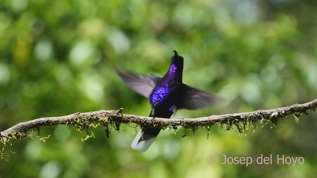 kolibřík fialkový - ML548016611