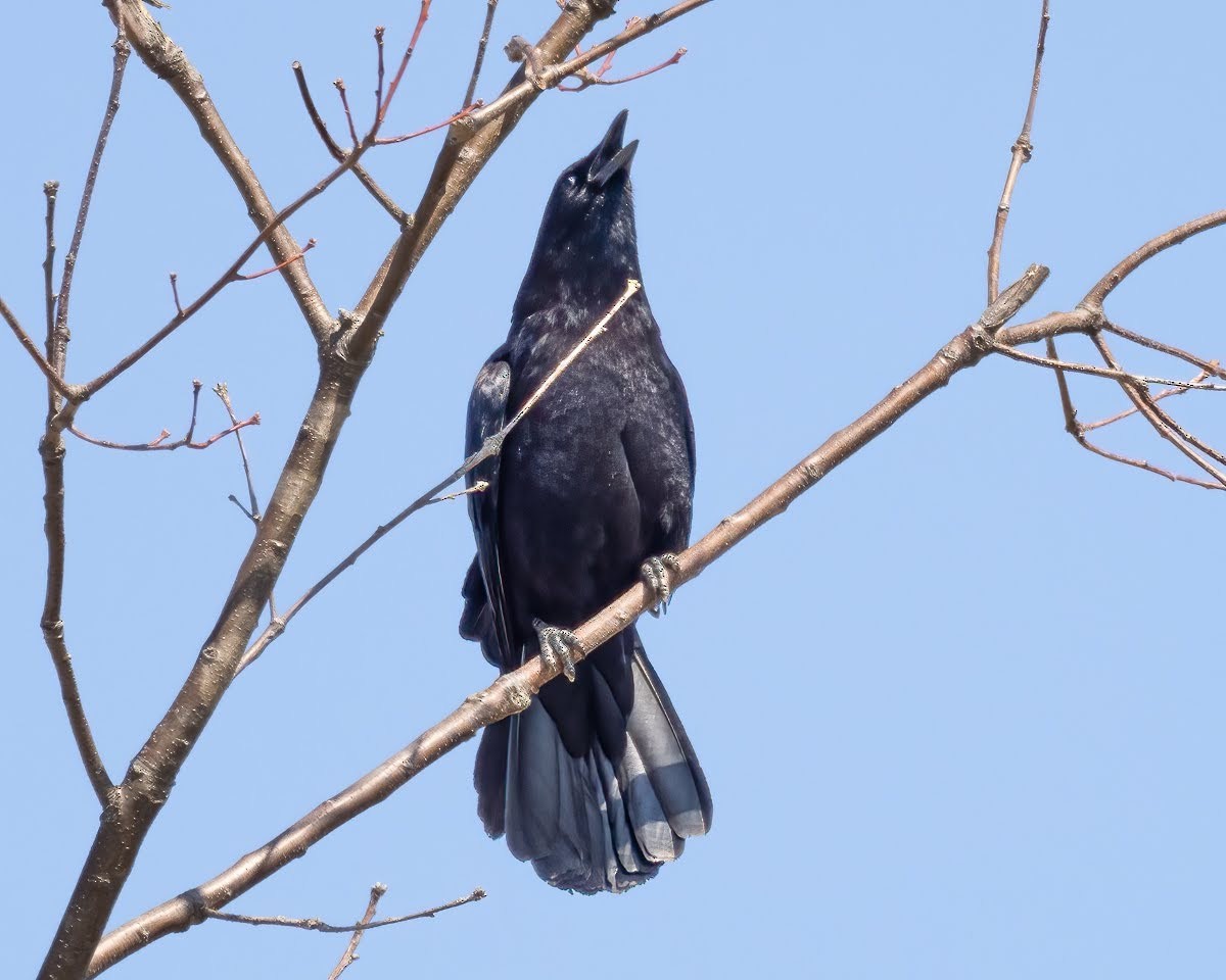 American Crow - ML548018191