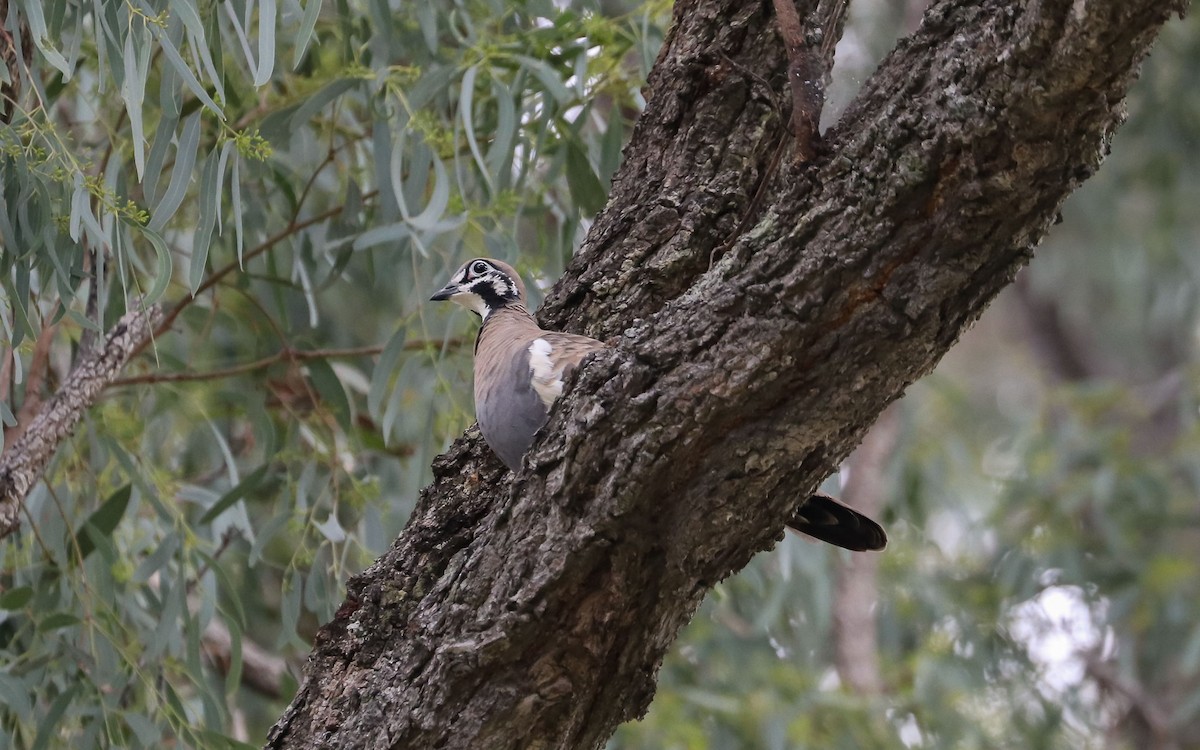 Squatter Pigeon - Ged Tranter