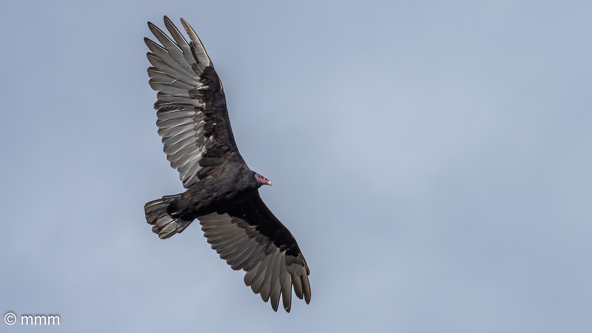 Turkey Vulture - Mario Martin