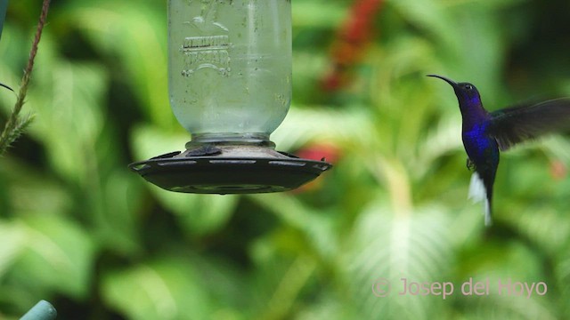 kolibřík fialkový - ML548021771