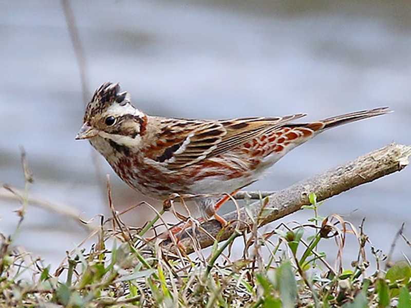 カシラダカ Ebird