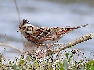  - Rustic Bunting