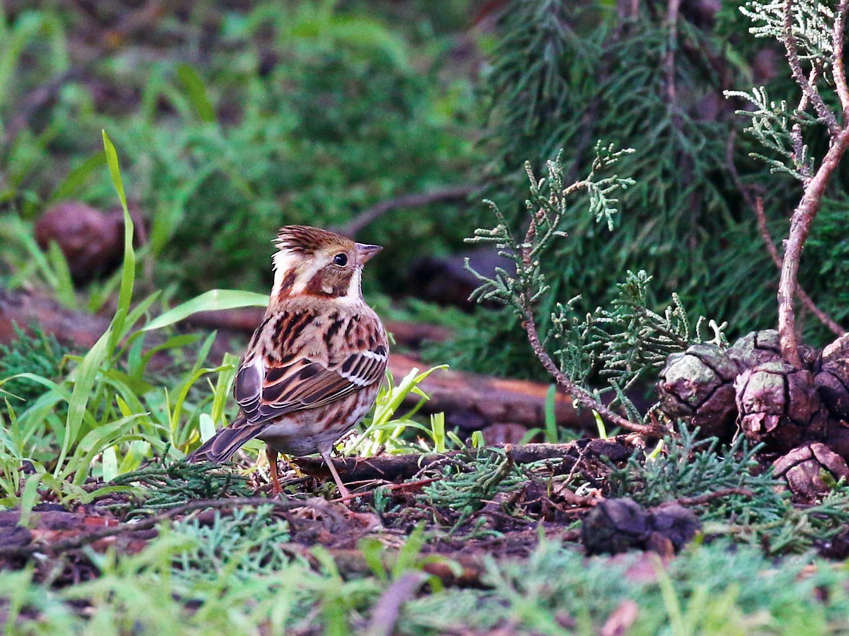 カシラダカ Ebird