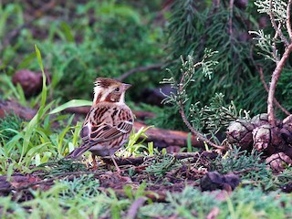  - Rustic Bunting