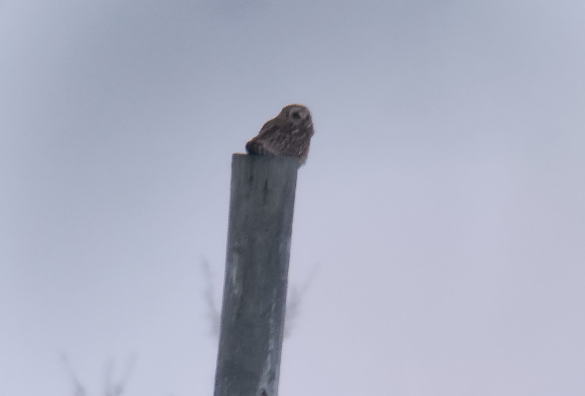 Short-eared Owl - ML548025371